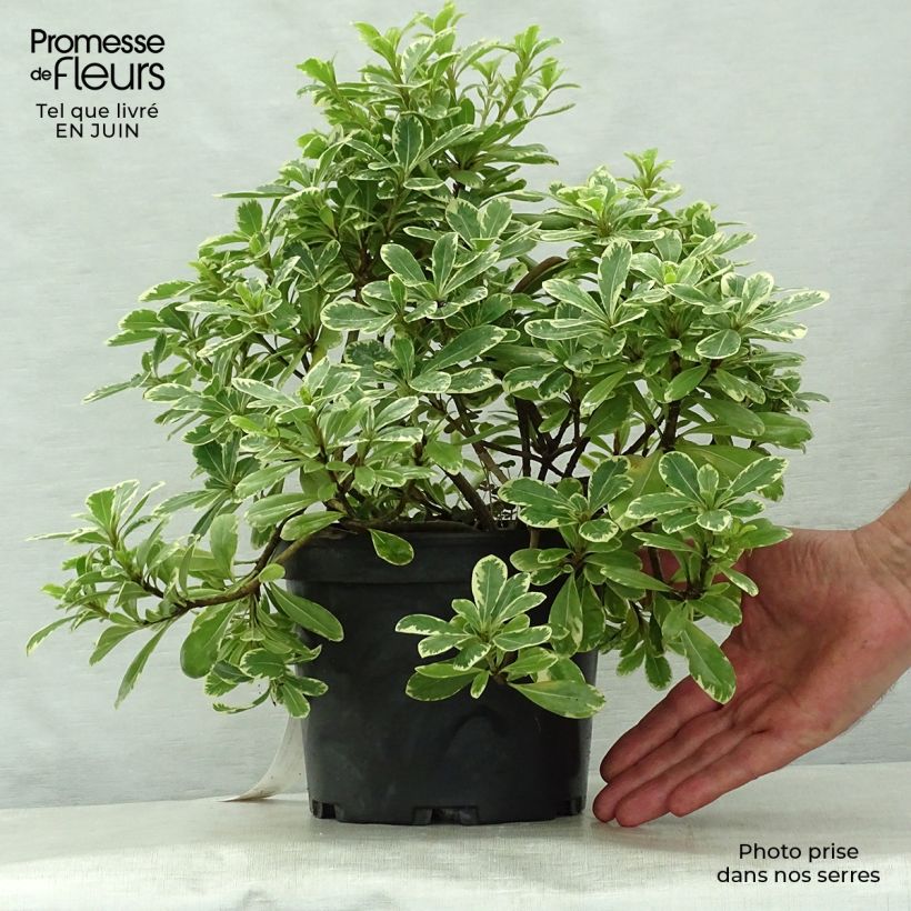 Spécimen de Pittosporum tobira nana Neige du mont Ventoux Pot de 3L/4L tel que livré en été