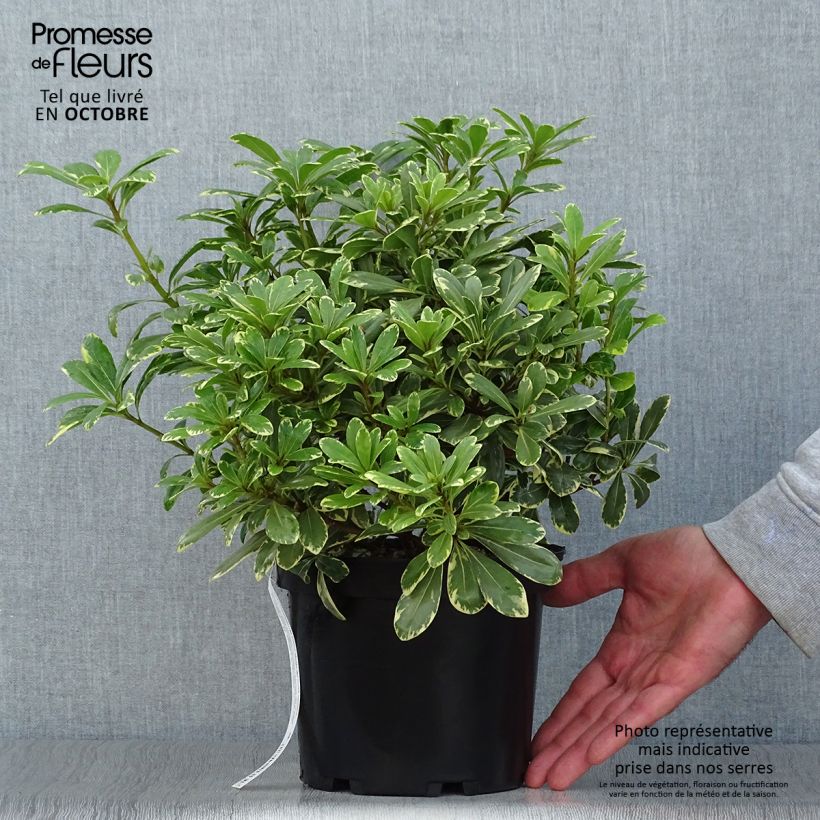 Spécimen de Pittosporum tobira nana Neige du mont Ventoux tel que livré en automne