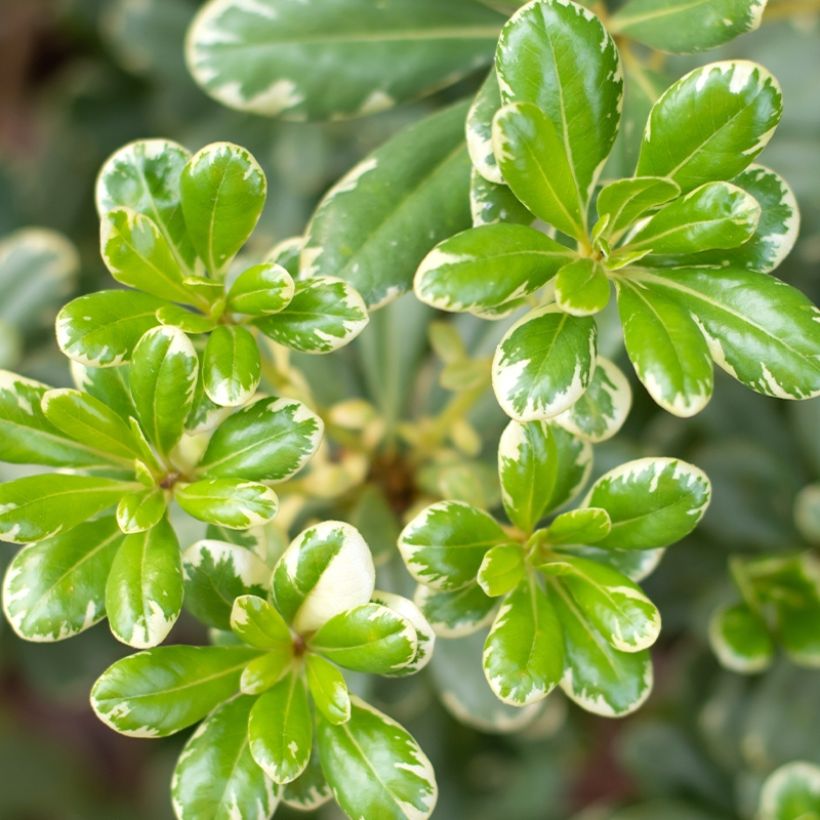 Pittosporum tobira nana Neige du mont Ventoux (Feuillage)