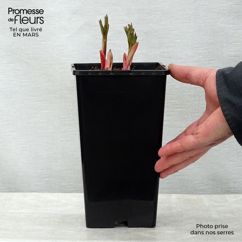 Spécimen de Pivoine Flame Racines nues tel que livré au printemps