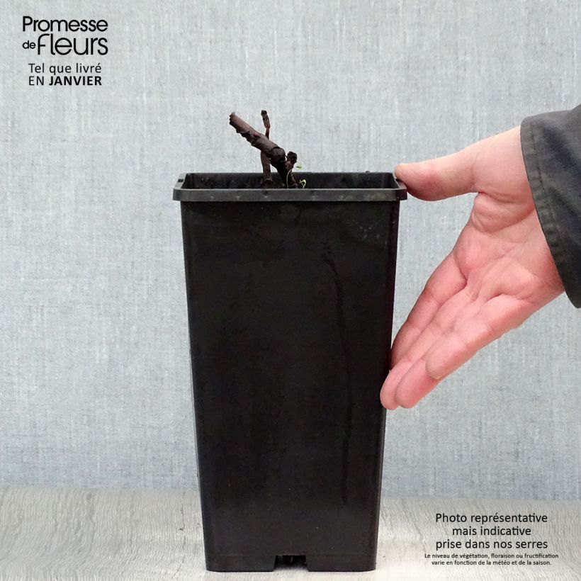 Spécimen de Pivoine Itoh Bartzella Pot de 3L/4L tel que livré en hiver