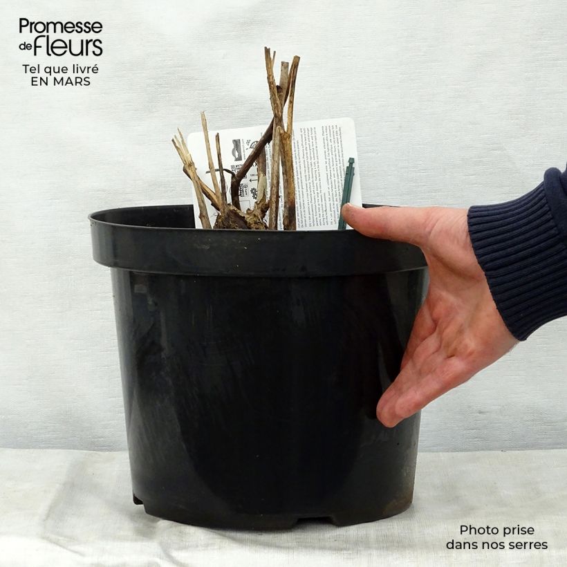 Spécimen de Pivoine Itoh Bartzella en pot de 10L tel que livré au printemps