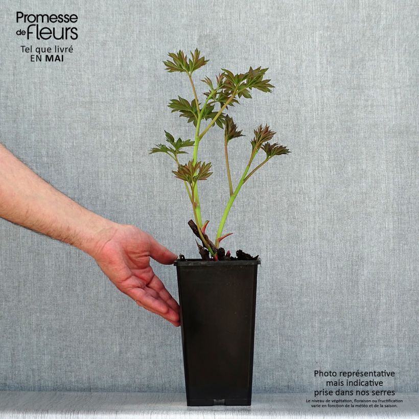 Spécimen de Pivoine Itoh Callies Memory - Souche de 3 à 5 yeux Racines nues tel que livré au printemps