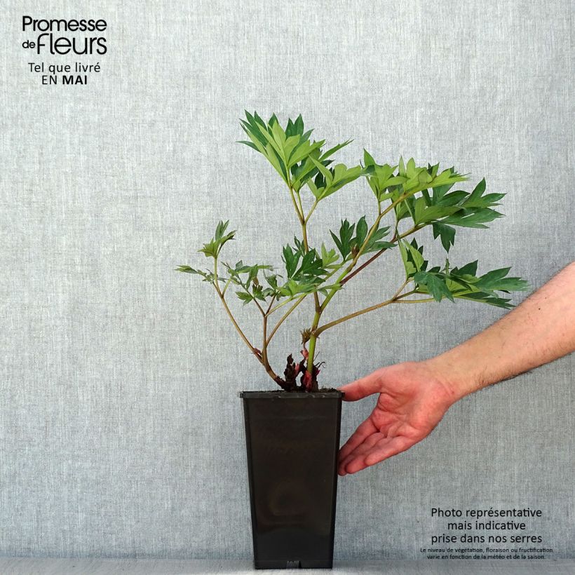 Spécimen de Pivoine Itoh Cora Louise - Souche de 3 à 5 yeux tel que livré au printemps