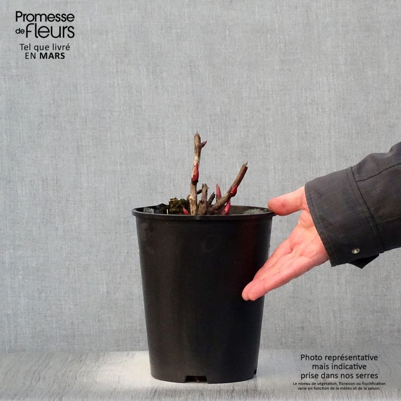 Spécimen de Pivoine Itoh Cora Louise pot de 3,5L tel que livré au printemps