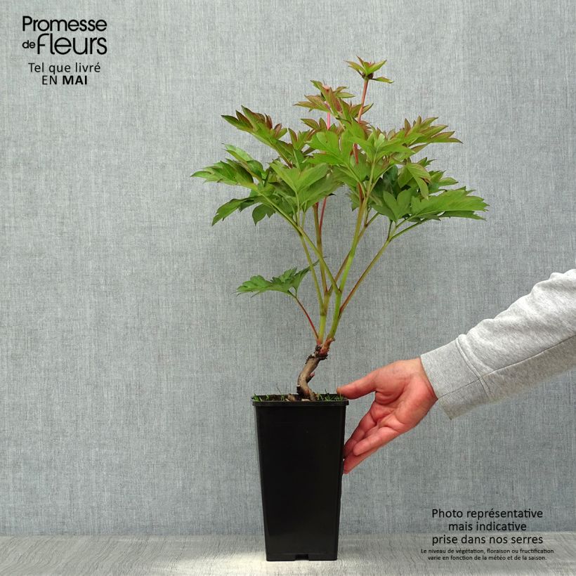Spécimen de Pivoine Itoh Garden Treasure - Souche de 3 à 5 yeux tel que livré au printemps