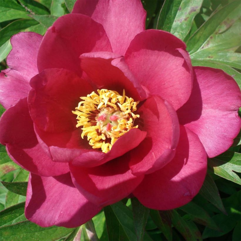 Pivoine Itoh Pink Ardour - Paeonia (Floraison)