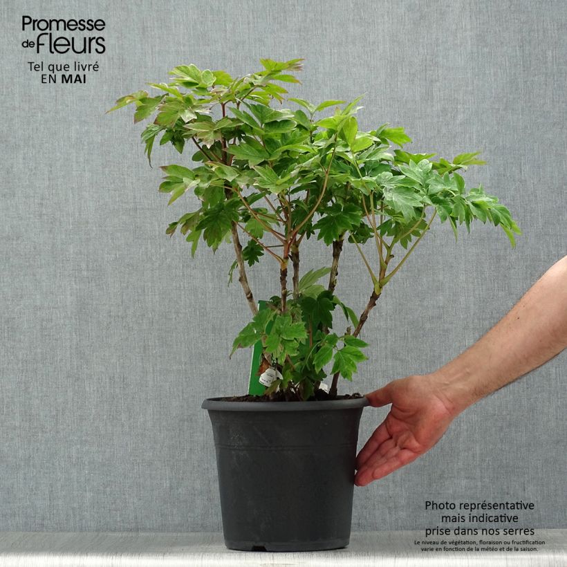 Spécimen de Pivoine arbustive Luo Yang Hong - Paeonia suffruticosa tel que livré au printemps