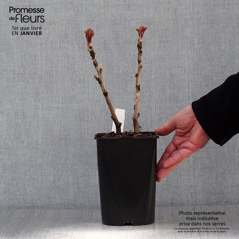 Spécimen de Pivoine arbustive 02 Bai Yuan Hong Xia - Paeonia suffruticosa - pot de 2L/3L tel que livré en hiver