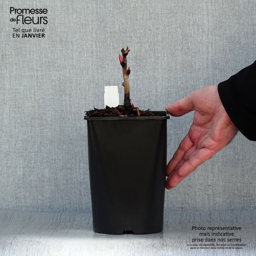 Spécimen de Pivoine arbustive 05 Hai Huang - Paeonia (x) lutea Pot de 3L/4L tel que livré en hiver