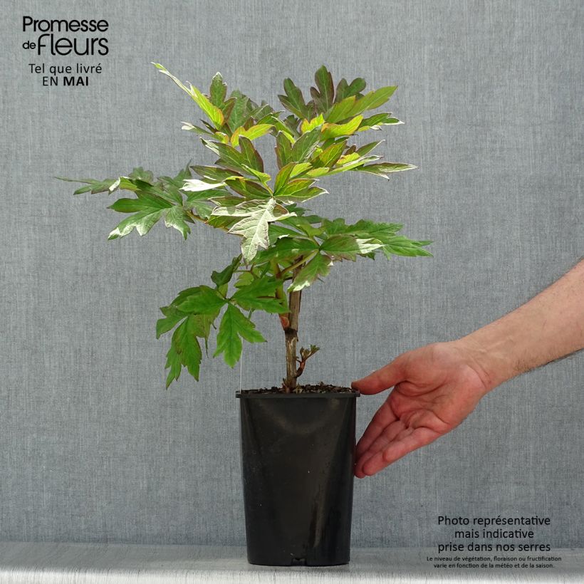 Spécimen de Pivoine arbustive 05 Hai Huang - Paeonia (x) lutea Pot de 2L/3L tel que livré au printemps