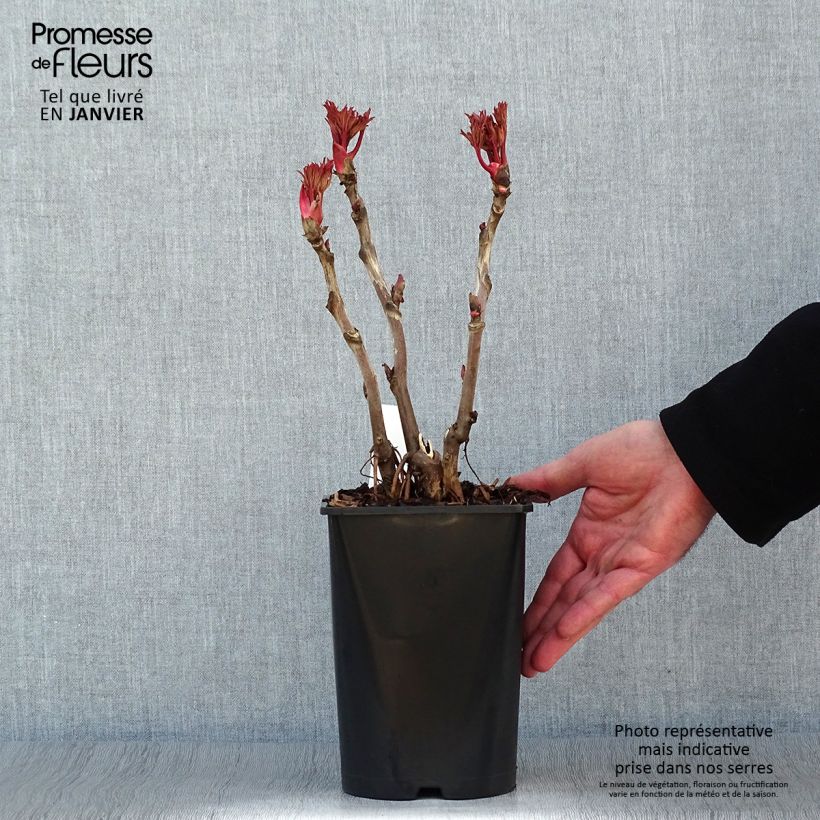 Spécimen de Pivoine arbustive 09 Lu He Hong - Paeonia (x) suffruticosa Pot de 2L/3L tel que livré en hiver