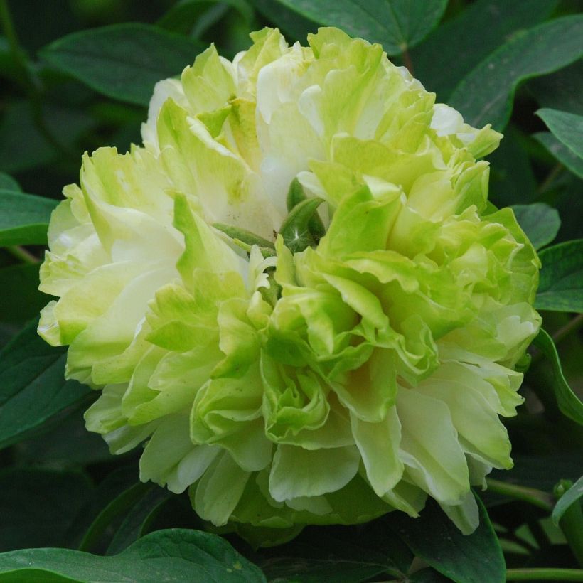 Pivoine arbustive 10 Lu Mu Ying Yu - Paeonia suffruticosa (Floraison)