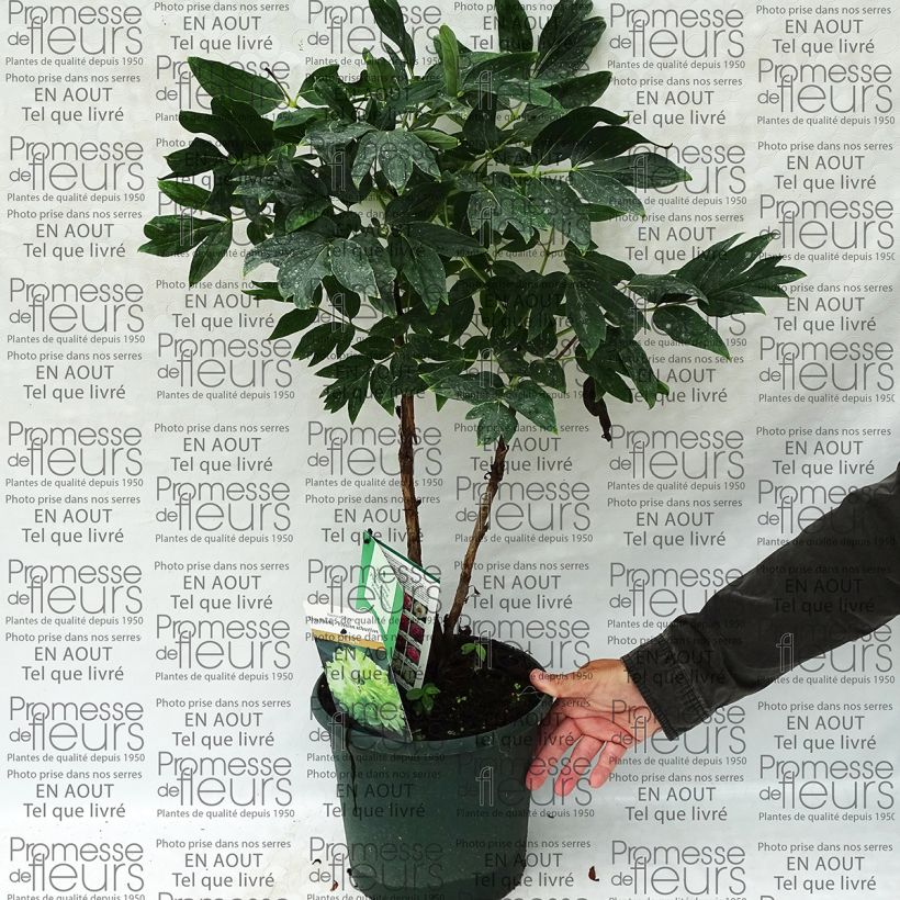 Exemple de spécimen de Pivoine arbustive 10 Lu Mu Ying Yu - Paeonia suffruticosa Pot de 6L tel que livré