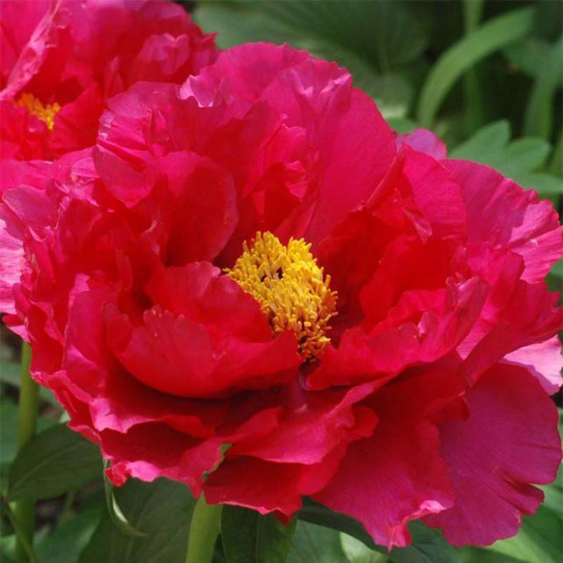 Pivoine arbustive 13 Ri Yue Jin - Paeonia suffruticosa (Floraison)