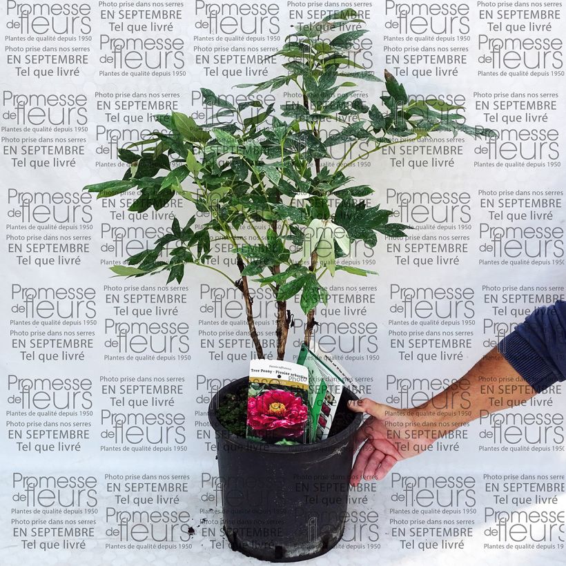 Exemple de spécimen de Pivoine arbustive 13 Ri Yue Jin - Paeonia suffruticosa pot de 10L tel que livré