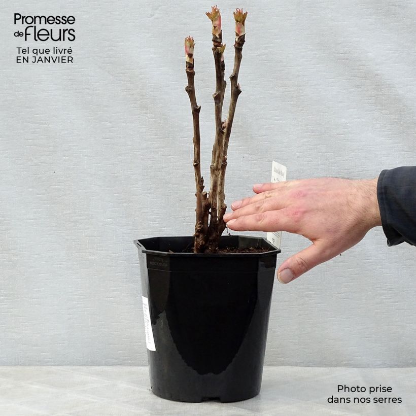 Spécimen de Pivoine arbustive 13 Ri Yue Jin - Paeonia suffruticosa Pot de 4L/5L tel que livré en hiver