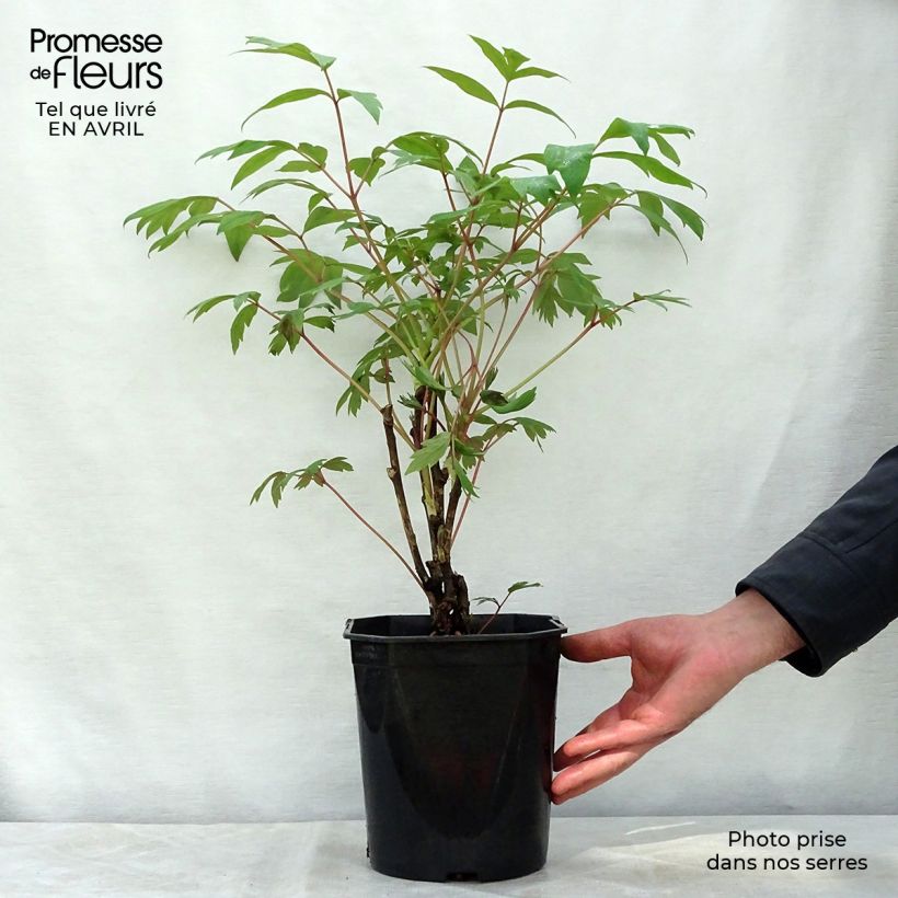 Spécimen de Pivoine arbustive 13 Ri Yue Jin - Paeonia suffruticosa tel que livré en printemps
