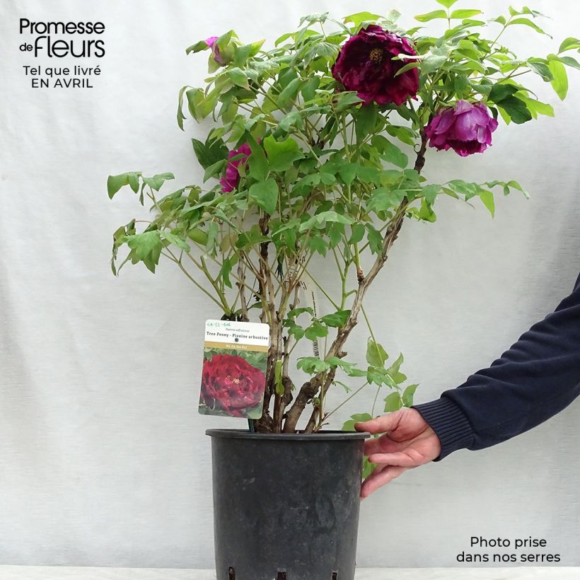 Spécimen de Pivoine arbustive 15 Wu Jin Yao Hui - Paeonia suffruticosa Pot de 6L tel que livré au printemps