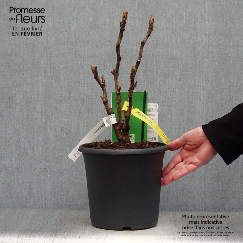 Spécimen de Pivoine arbustive 15 Wu Jin Yao Hui - Paeonia suffruticosa Pot de 6L/7L tel que livré en hiver