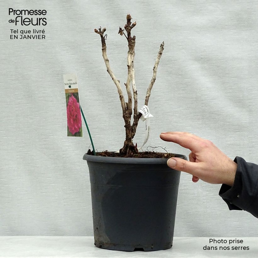 Spécimen de Pivoine arbustive 16 Wu Long Peng Sheng - Paeonia suffruticosa Pot de 6L tel que livré en hiver