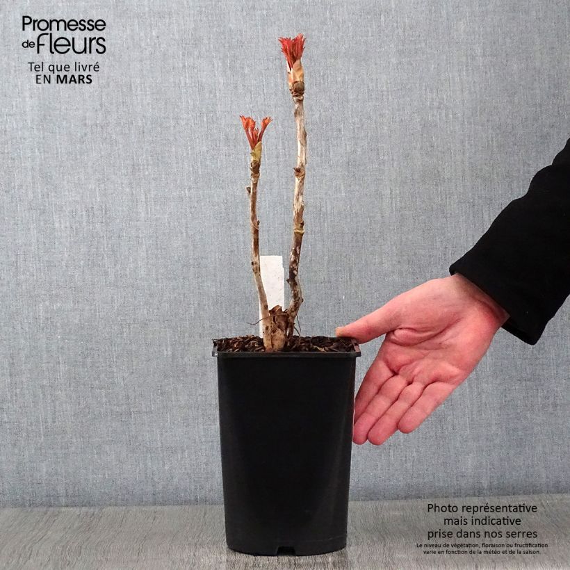 Spécimen de Pivoine arbustive Xue Ta - Paeonia suffruticosa tel que livré en hiver