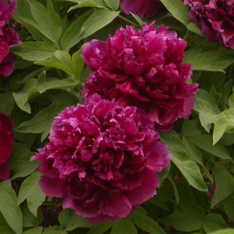 Pivoine arbustive 02 Bai Yuan Hong Xia - Paeonia suffruticosa (Floraison)