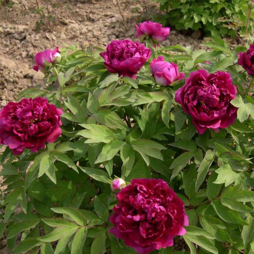 Pivoine arbustive 02 Bai Yuan Hong Xia - Paeonia suffruticosa (Port)