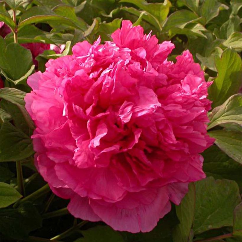 Pivoine arbustive 08 Juan Ye Hong - Paeonia suffruticosa (Floraison)