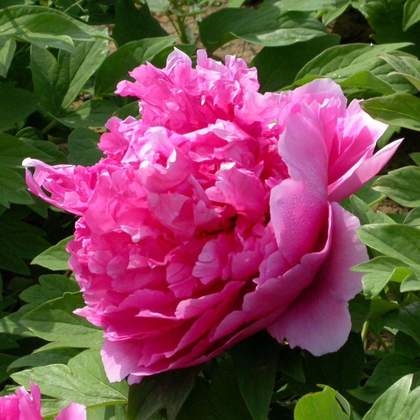 Pivoine arbustive 09 Lu He Hong - Paeonia (x) suffruticosa (Floraison)