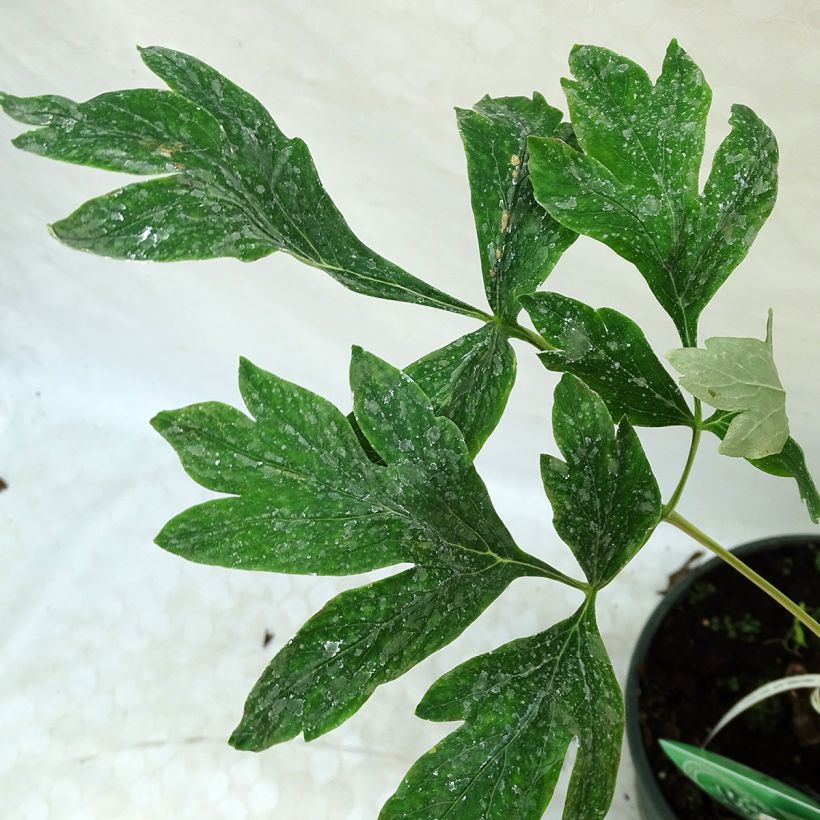 Pivoine arbustive Alice Harding - Paeonia (x) lutea (Feuillage)