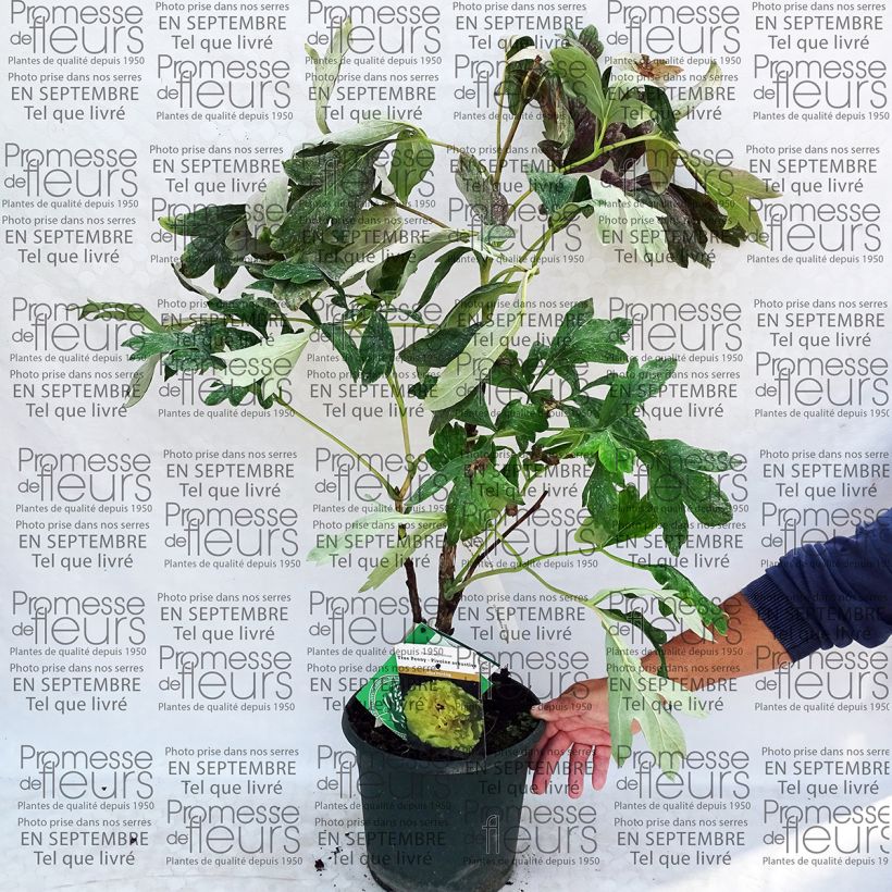 Exemple de spécimen de Pivoine arbustive Alice Harding - Paeonia (x) lutea Pot de 6L tel que livré