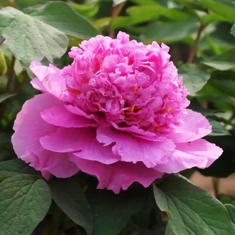 Pivoine arbustive Cai Hui - Paeonia suffruticosa (Floraison)