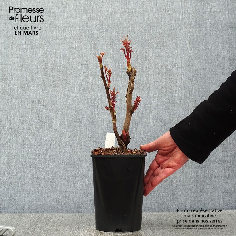 Spécimen de Pivoine arbustive Cai Hui - Paeonia suffruticosa tel que livré en hiver