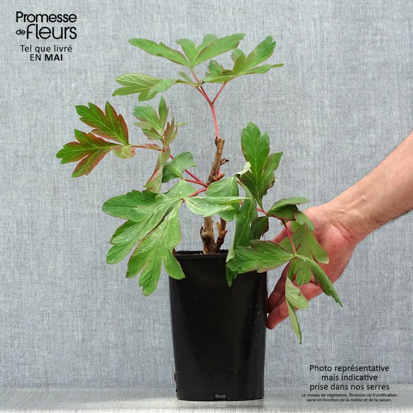 Spécimen de Pivoine arbustive Cai Hui - Paeonia suffruticosa - pot de 2L/3L tel que livré au printemps