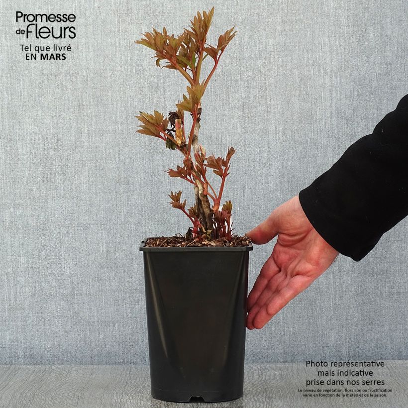 Spécimen de Pivoine arbustive Fen He Piao Jiang - Paeonia suffruticosa tel que livré en hiver