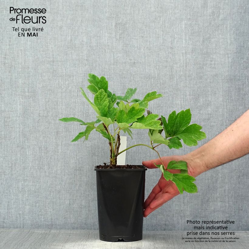Spécimen de Pivoine arbustive Fen He Piao Jiang - Paeonia suffruticosa - pot de 2L/3L tel que livré au printemps