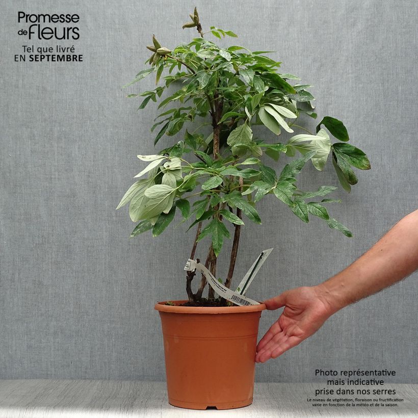 Spécimen de Pivoine arbustive 04 Feng Dan Bai - Paeonia ostii tel que livré en automne