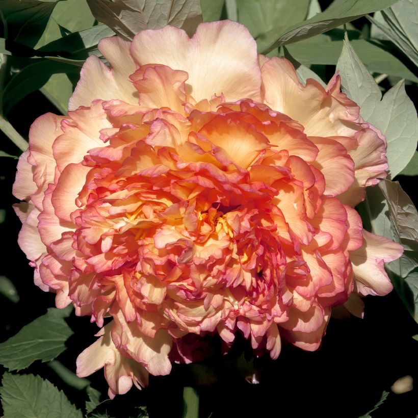 Pivoine arbustive Jin Ge - Paeonia suffruticosa (Floraison)