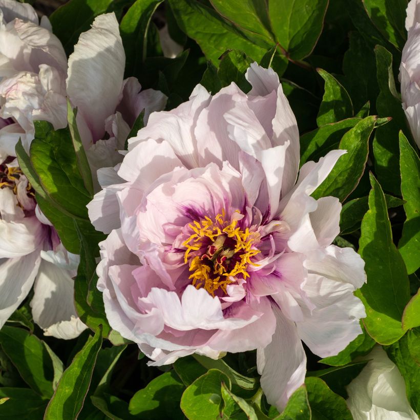 Pivoine arbustive Lan Bao Shi (Blue Jewel, Blue Sapphire) - Paeonia suffruticosa (Floraison)