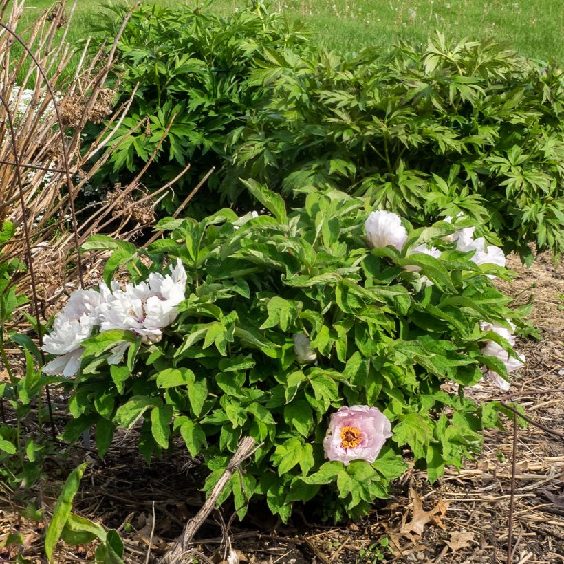 Pivoine arbustive Lan Bao Shi (Blue Jewel, Blue Sapphire) - Paeonia suffruticosa (Port)