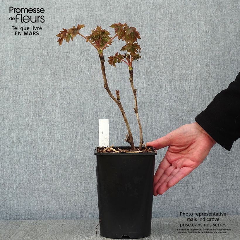 Spécimen de Pivoine arbustive Luo Yang Hong - Paeonia suffruticosa tel que livré en hiver