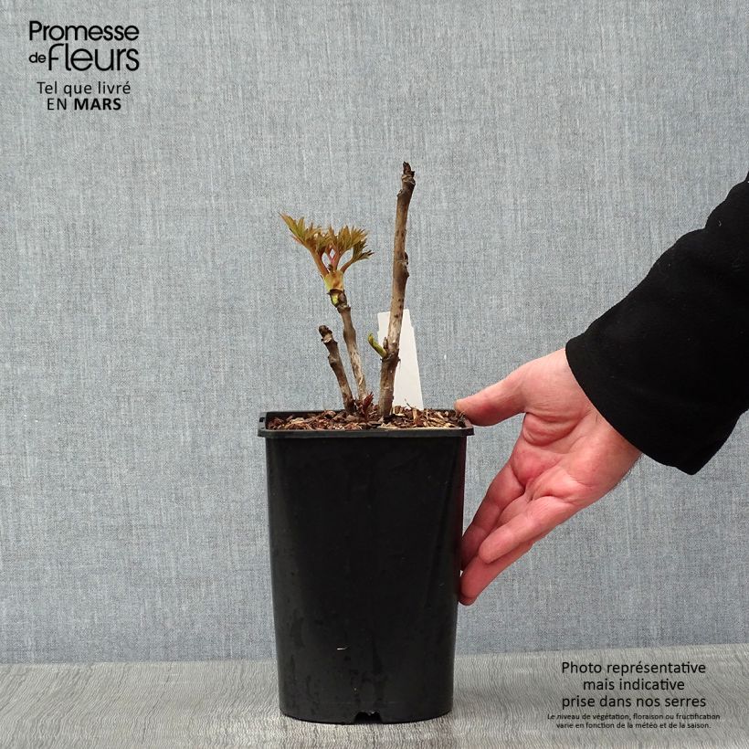 Spécimen de Pivoine arbustive Rou Fu Rong - Paeonia suffruticosa tel que livré en hiver