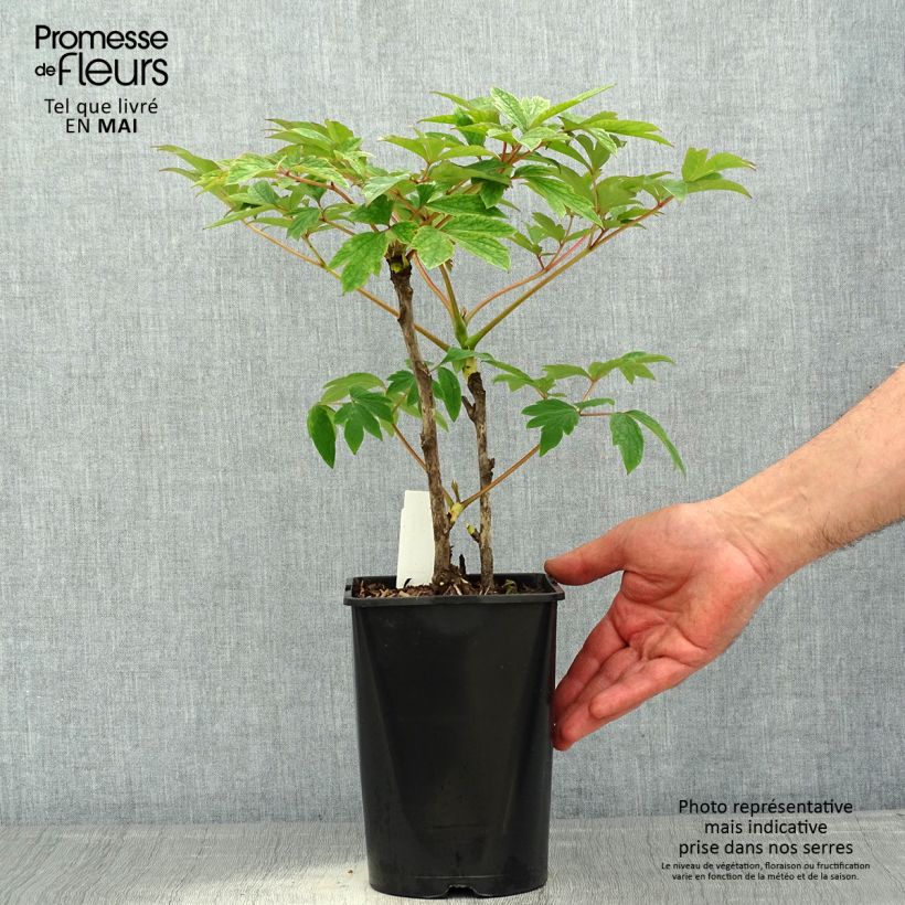 Spécimen de Pivoine arbustive Rou Fu Rong - Paeonia suffruticosa - pot de 2L/3L tel que livré au printemps