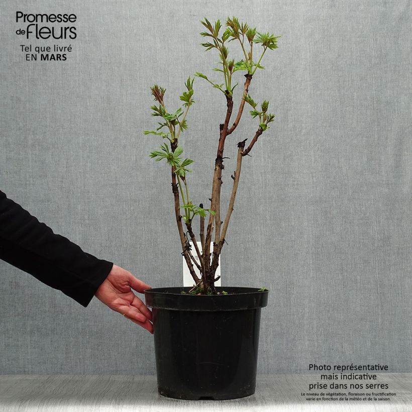 Spécimen de Pivoine arbustive jaune - Paeonia lutea tel que livré au printemps