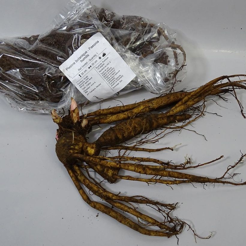 Exemple de spécimen de Pivoine botanique - Paeonia humilis tel que livré