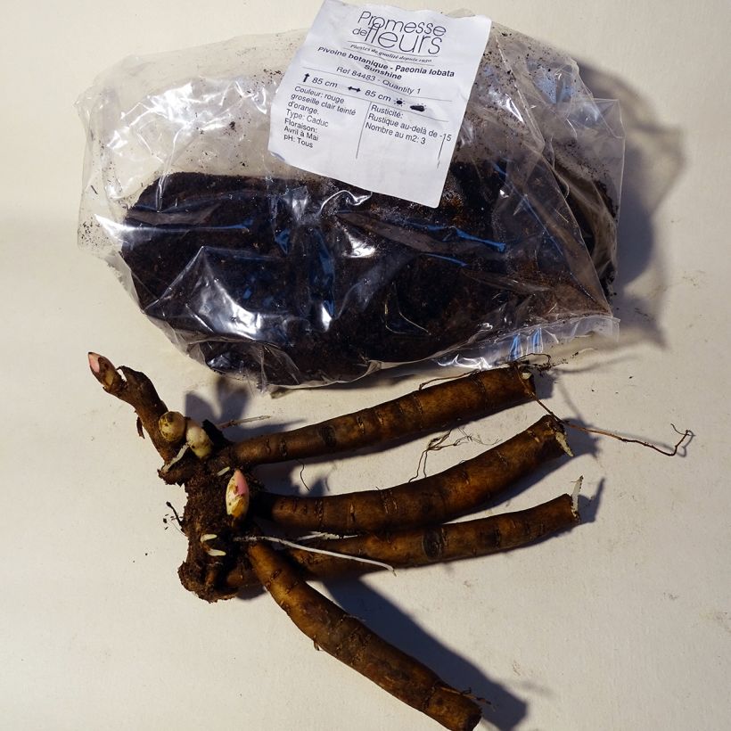 Exemple de spécimen de Pivoine botanique - Paeonia lobata Sunshine tel que livré