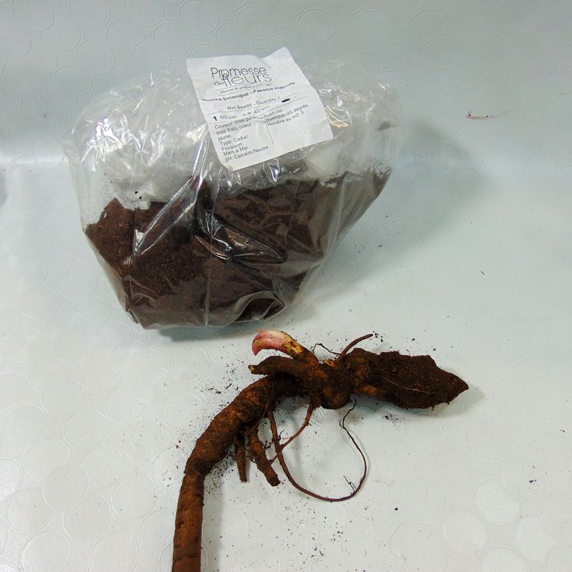 Exemple de spécimen de Pivoine botanique - Paeonia mascula tel que livré
