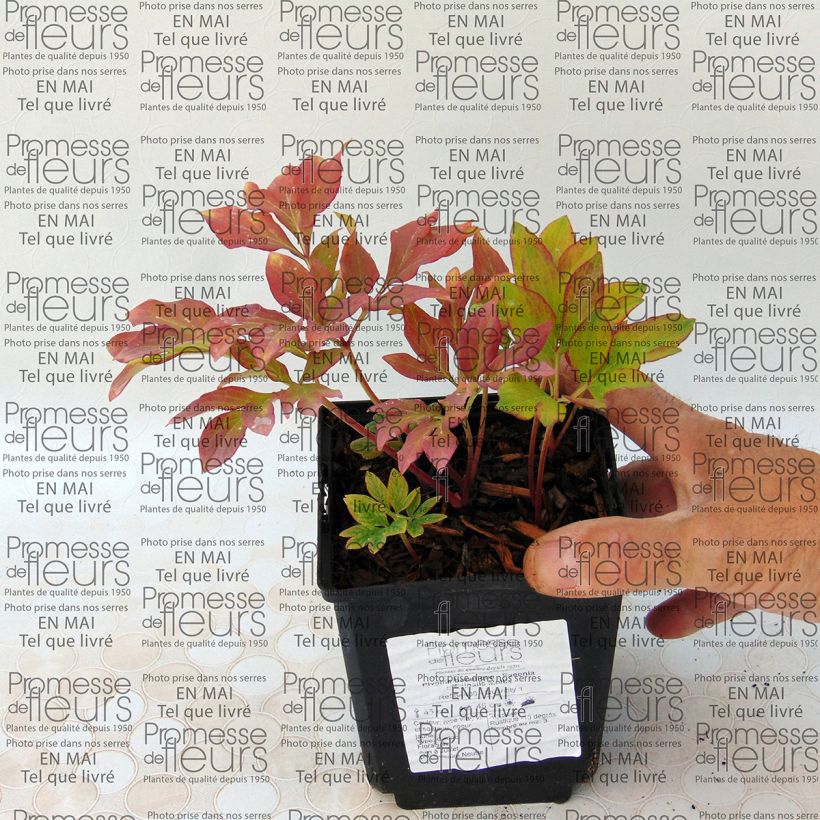 Exemple de spécimen de Pivoine botanique - Paeonia officinalis Mollis Souche 3/5 yeux tel que livré