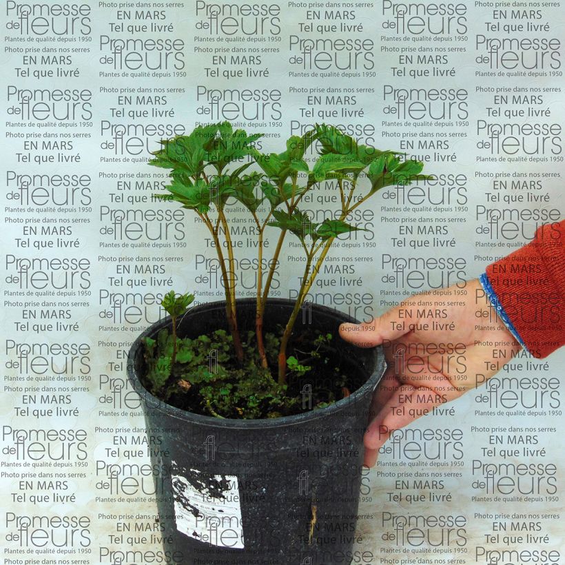 Exemple de spécimen de Pivoine botanique - Paeonia peregrina tel que livré